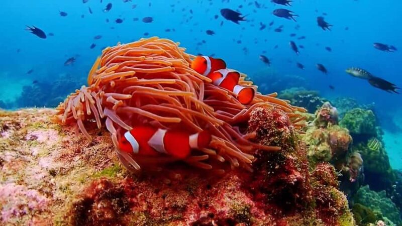 Pattaya: Nemo Island Experience with Drone Photos and Lunch - Key Points