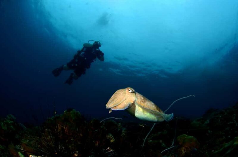 Pattaya: Snorkeling and Scuba Diving (For First Timer) - Key Points