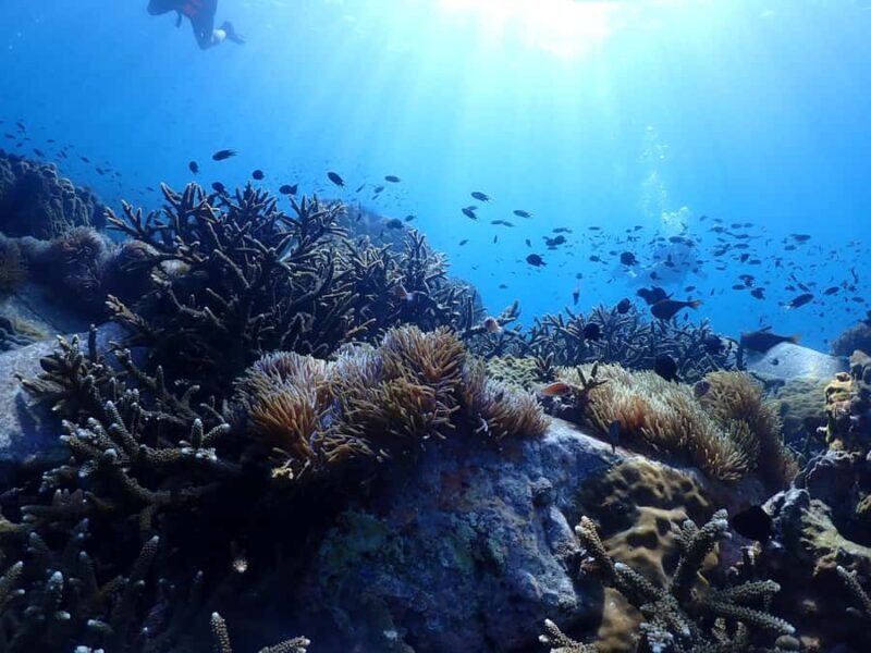 Pattaya: Snorkeling and Scuba Diving (For First Timer) - The Experience – What to Expect from Start to Finish