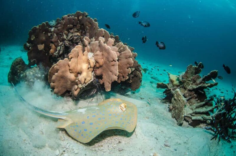 Pattaya: Snorkeling and Scuba Diving (For First Timer) - Who Is This Tour Best For?