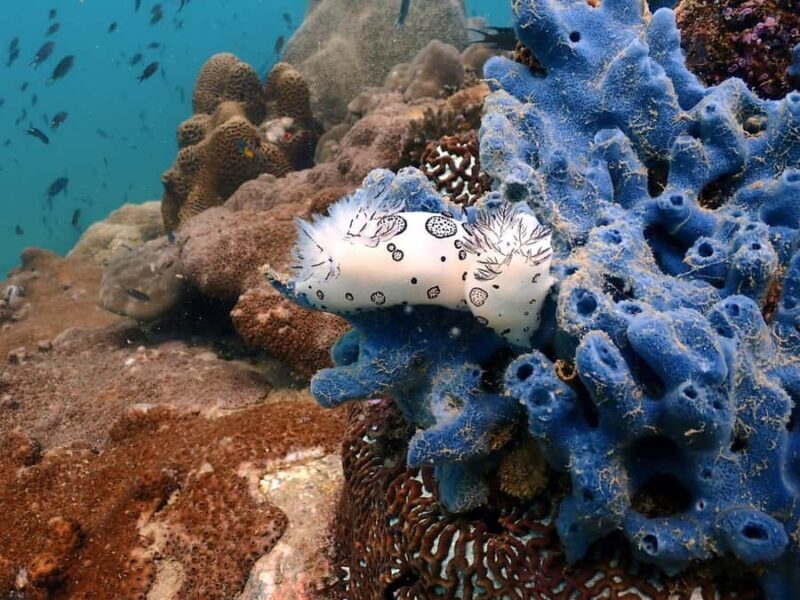 Pattaya: Try Dive with 2 Ocean Dives (For First Timer) - Introduction: A Genuine First Dive Experience in Pattaya