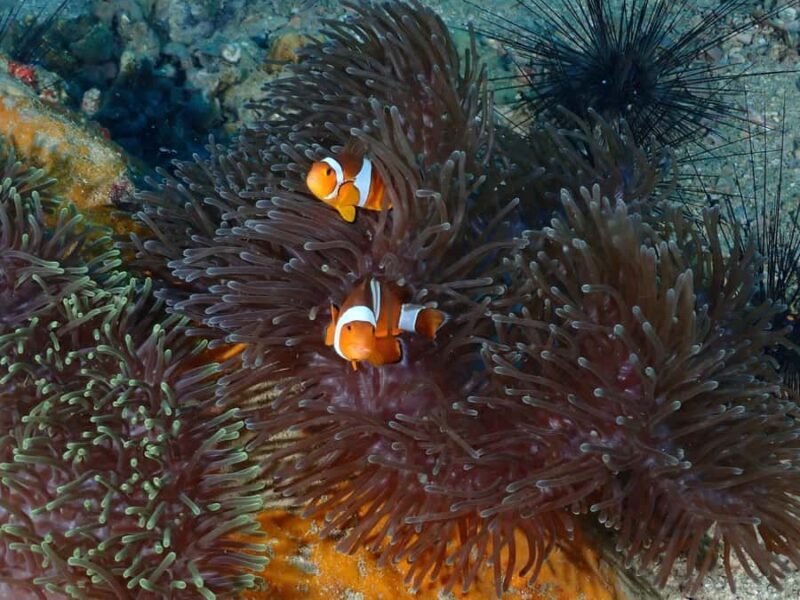 Pattaya: Try Dive with 2 Ocean Dives (For First Timer) - Key Points