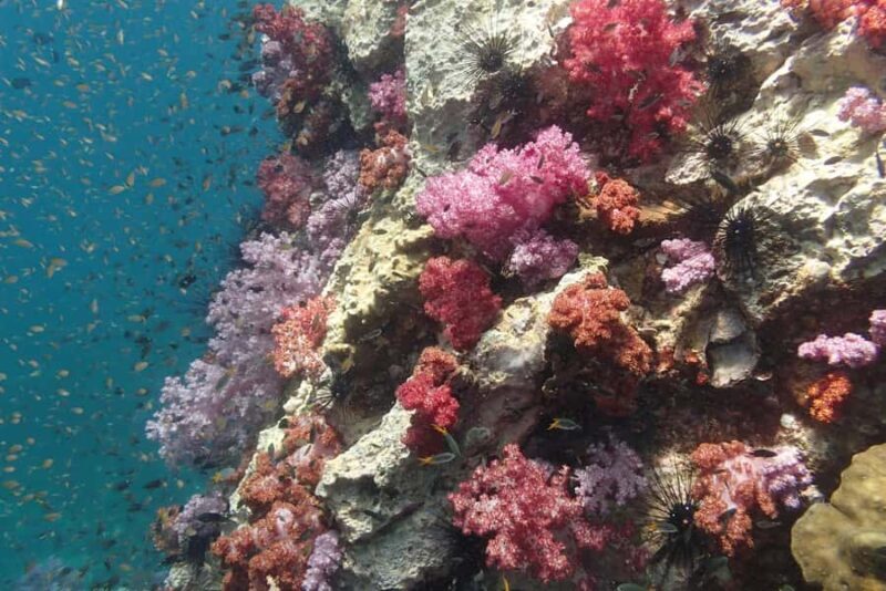 Pattaya: Try Dive with 2 Ocean Dives (For First Timer) - Food, Photos, and Additional Perks