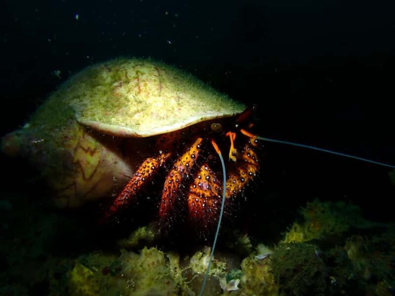 Pattaya: Try Dive with 2 Ocean Dives (For First Timer) - Who This Experience Is Best For