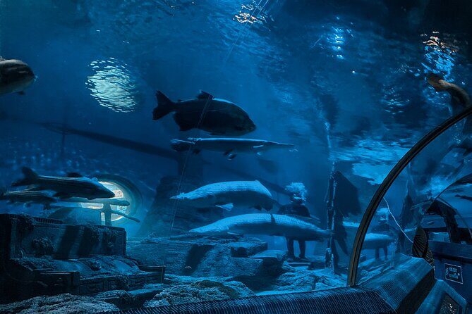 Pattaya Underwater World Entrance Ticket - Final Thoughts: Who Will Appreciate Pattaya Underwater World?