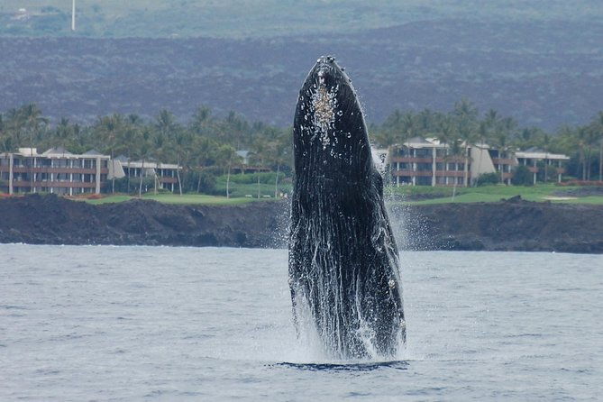 pau-hana-sunset-cruise-with-the-whales