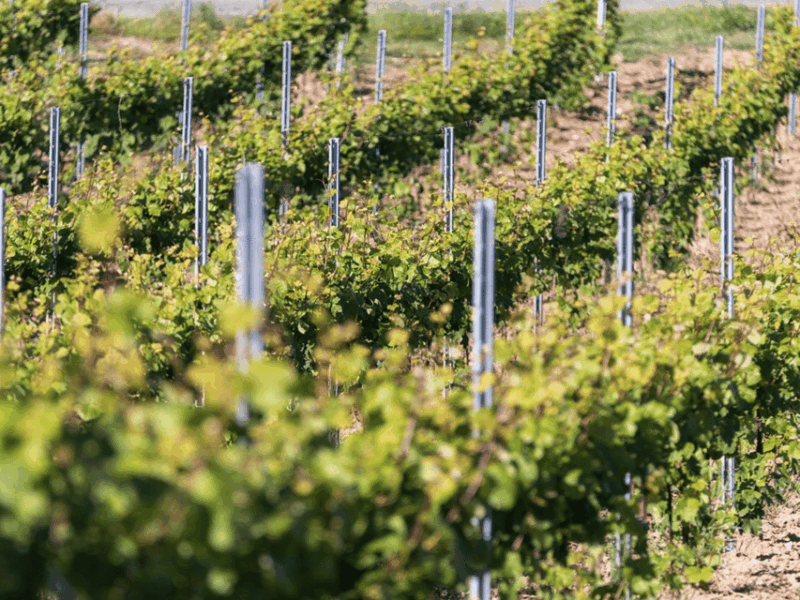 pavia-organic-winery-visit-wine-tasting-with-food-platter
