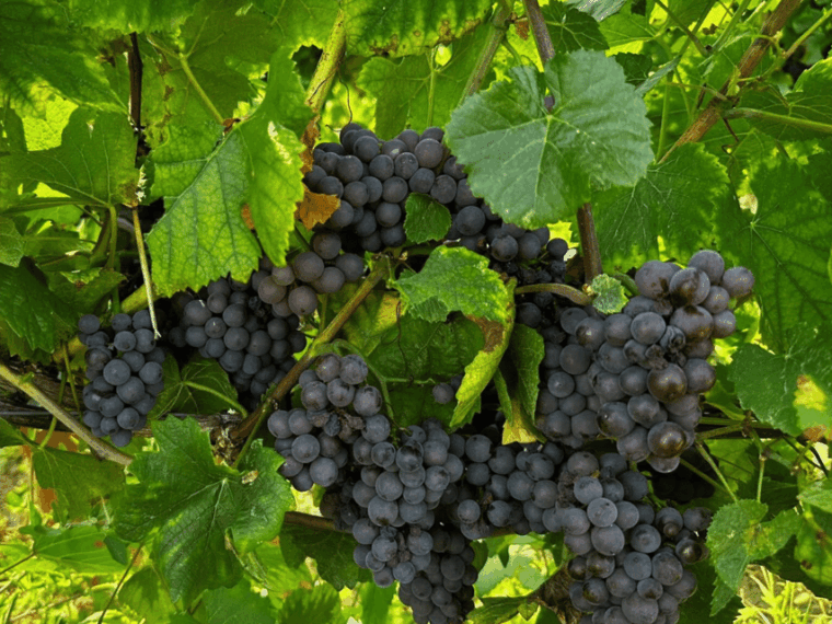 pavia-organic-winery-visit-wine-tasting-with-food-platter