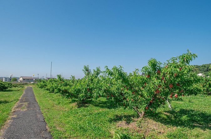 Peach Farm Walk & Farming Experience with a Peach Drink - FAQ
