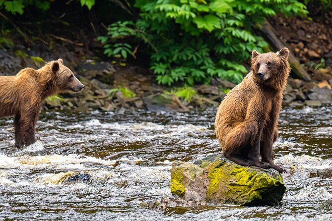 peak-season-bear-viewing-by-seaplane