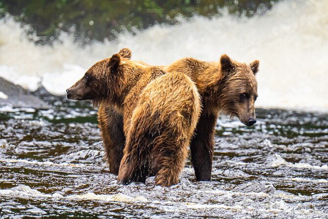peak-season-bear-viewing-by-seaplane