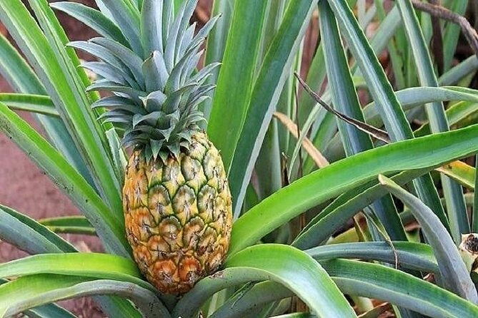 pearl-harbor-dole-plantation-and-polynesian-center-from-kauai