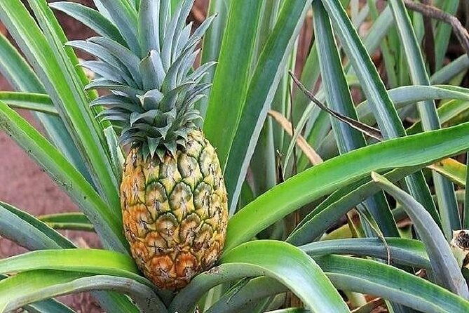 pearl-harbor-dole-plantation-and-polynesian-center-from-maui-3
