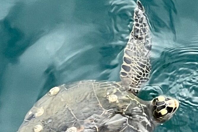 pearl-harbor-reverence-tour-the-arizona-memorial-1-vip-tour