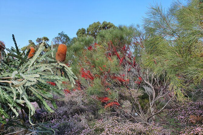 Pedals & Petals - Discovering Wildflowers Bike Tour Kings Park - What to Expect on the Day