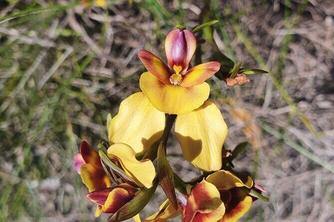 Pedals & Petals - Discovering Wildflowers Bike Tour Kings Park - Final Thoughts
