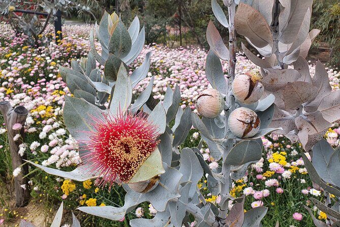 Pedals & Petals - Discovering Wildflowers Bike Tour Kings Park - FAQs