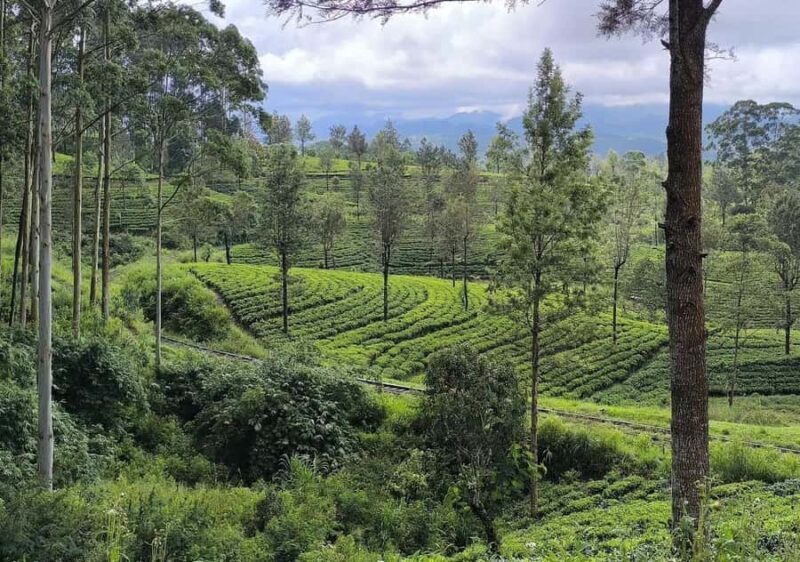 Pekoe Trail 1-5: Guided 7-Day Trek with Hotels & Transfers - FAQ