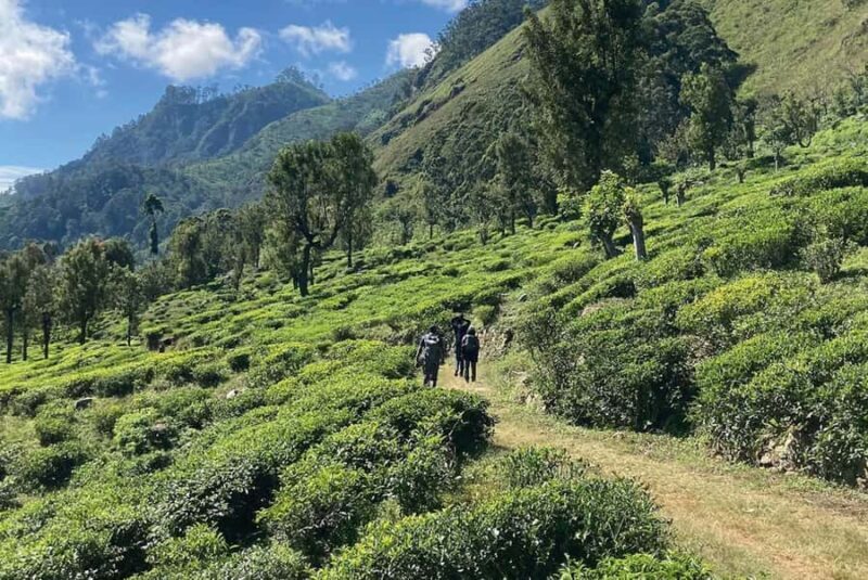 Pekoe Trail 18-22: Guided 7 Day Trail with Hotels &Transfers - An In-Depth Look at the Pekoe Trail 18-22 Itinerary