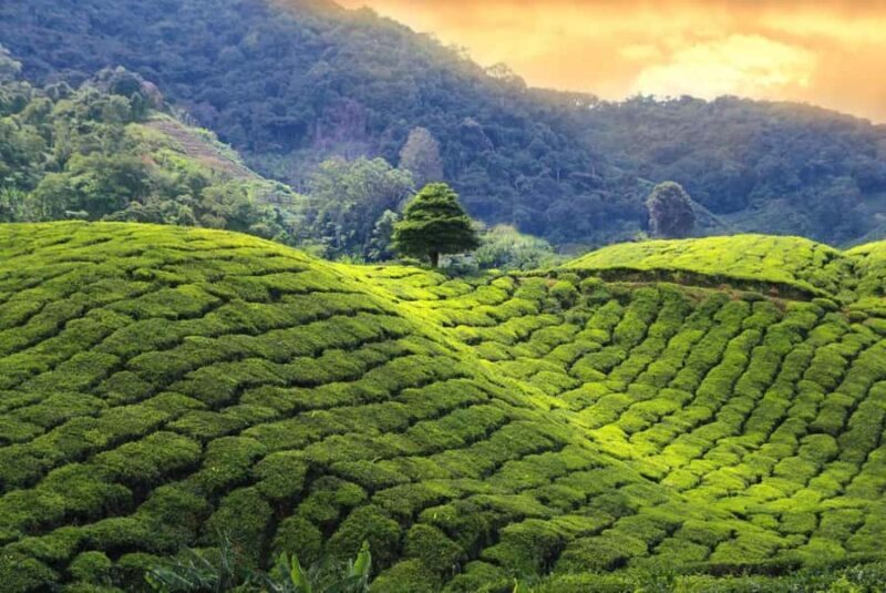 Pekoe Trail 18-22: Guided 7 Day Trail with Hotels &Transfers - Analyzing Value & Practicality