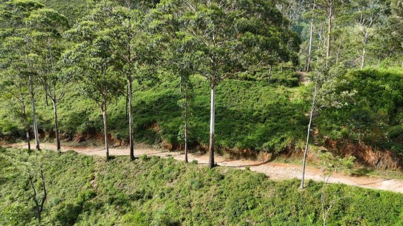 Pekoe Trail Stage 11 Guided Hike (Horton Plains-Udaweriya) - Who Would Love This Tour?