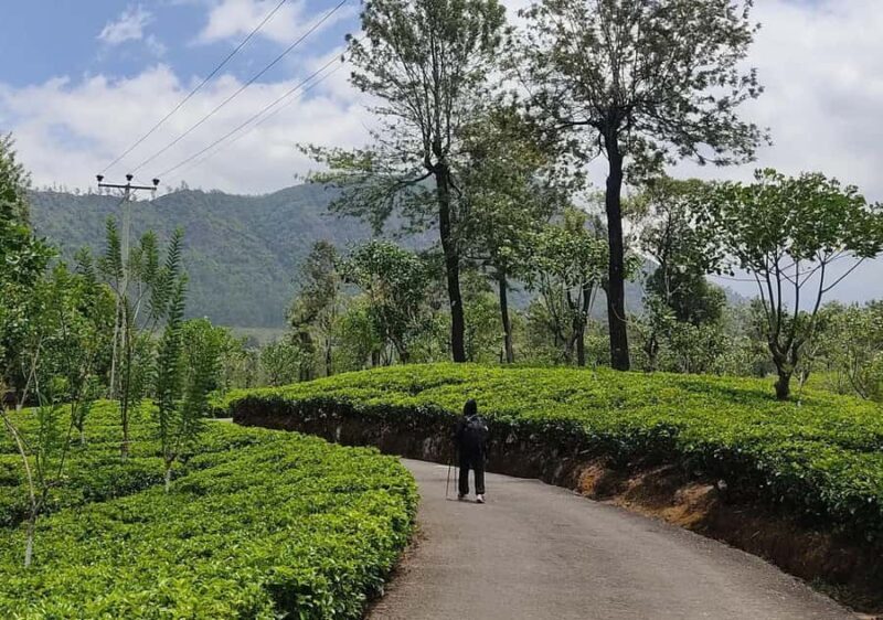Pekoe Trail Stage 5 Guided Hike (Pundaluoya-Watagoda) - Exploring the Pekoe Trail Stage 5 Guided Hike (Pundaluoya-Watagoda)