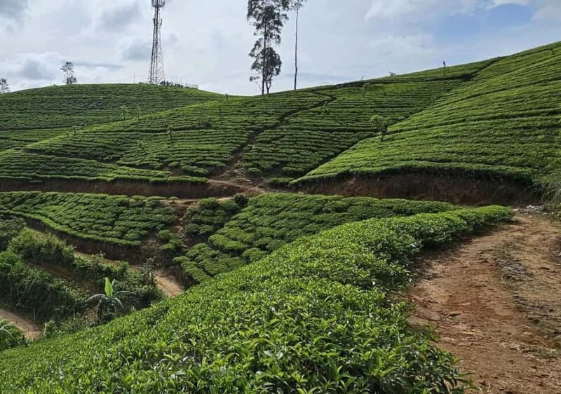 Pekoe Trail Stage 6 Guided Hike (Watagoda-Kotagala) - An Authentic Exploration of Sri Lanka’s Tea Country