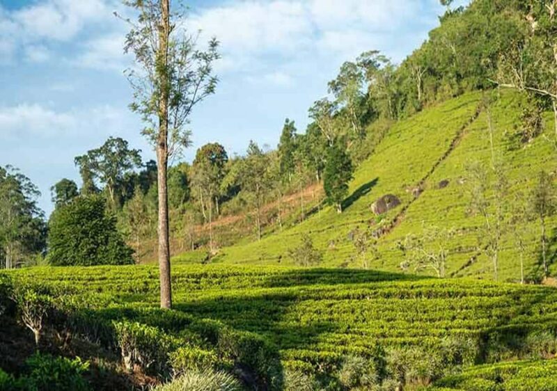 Pekoe Trail Stage 7 Guided Hike (Kotagala-Norwood) - What Travelers Have Said