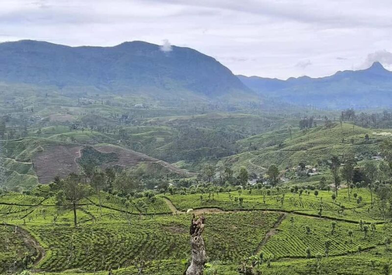 Pekoe Trail Stage 8 Guided Hike (Norwood-Bogawantalawa) - An In-Depth Look at the Pekoe Trail Stage 8