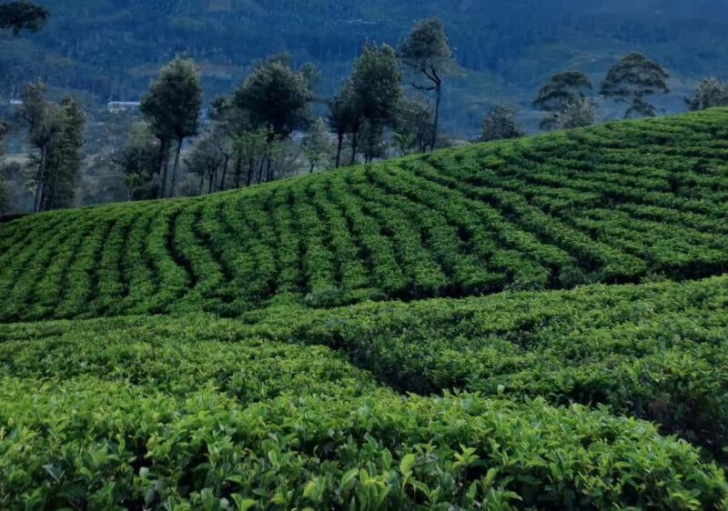 Pekoe Trail Stage 8 Guided Hike (Norwood-Bogawantalawa) - Who Would Love This Experience?