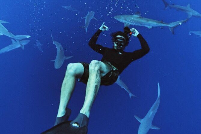 Pelagic Shark Dive Tour - The Itinerary: What Really Happens