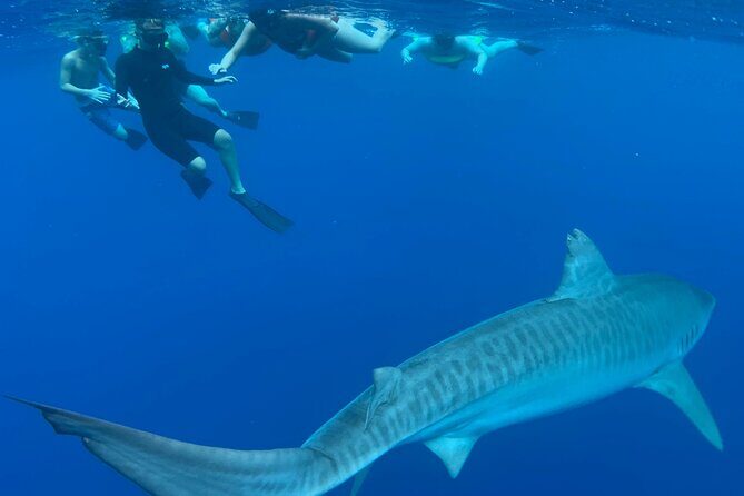 Pelagic Shark Dive Tour - Practical Tips for Your Shark Snorkel