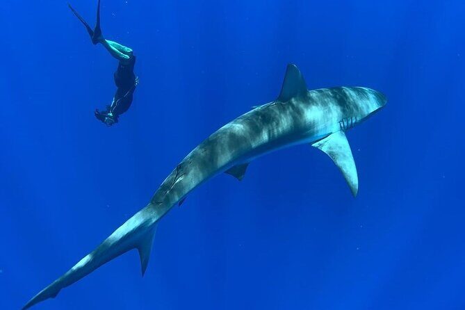 Pelagic Shark Dive Tour - FAQ: Your Questions Answered