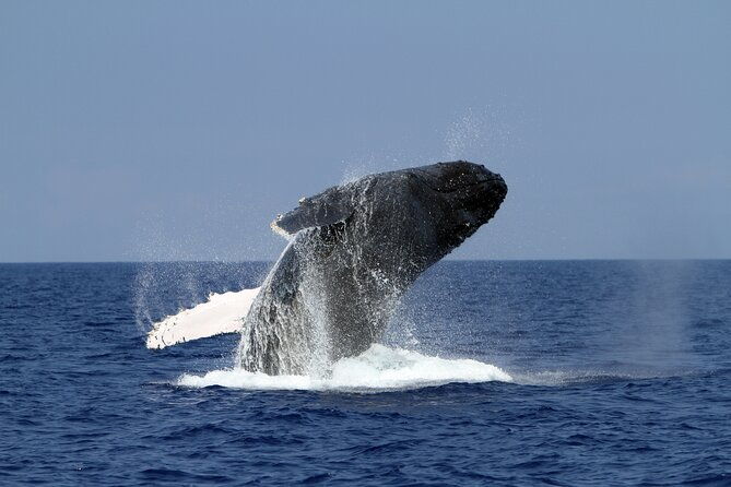 pelagic-wildlife-excursion-2