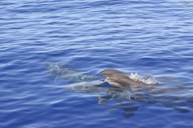 pelagic-wildlife-excursion-2