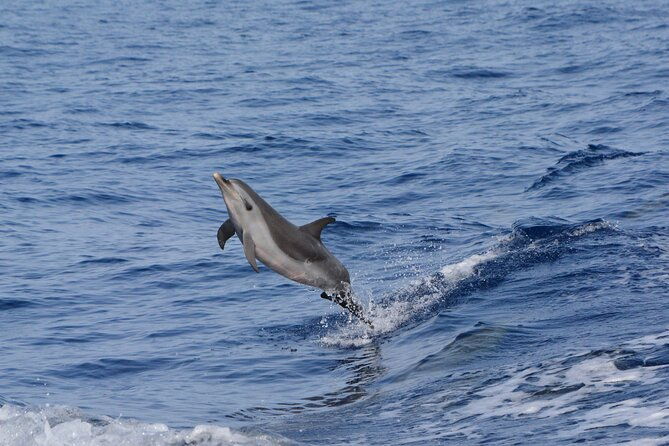 pelagic-wildlife-excursion-2