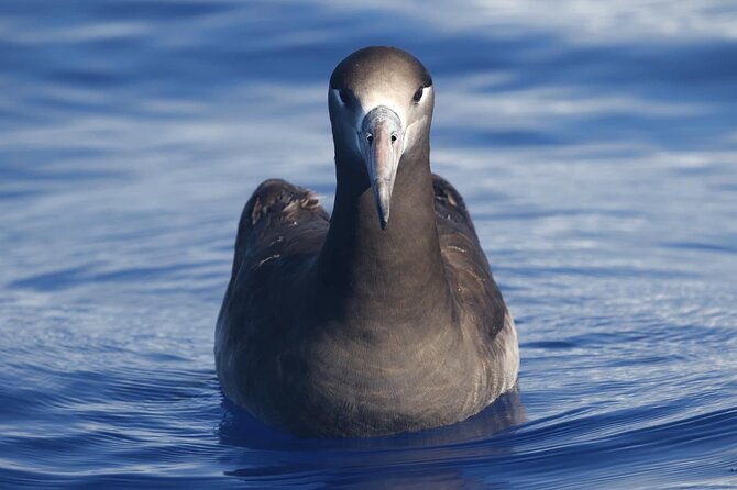 pelagic-wildlife-excursion