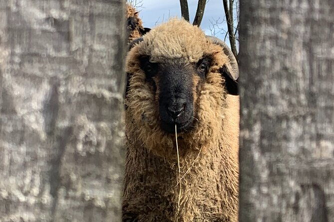 peles-castle-and-authentic-romanian-village-experience-day-trip