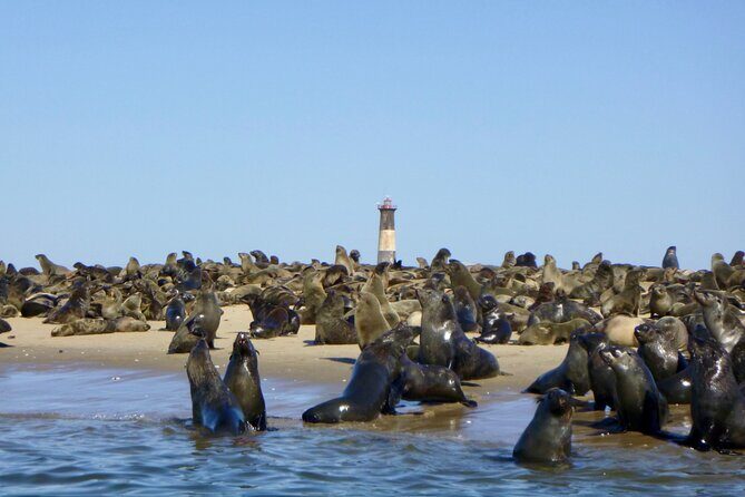 Pelican Point Kayaking Half-Day Tour - FAQs