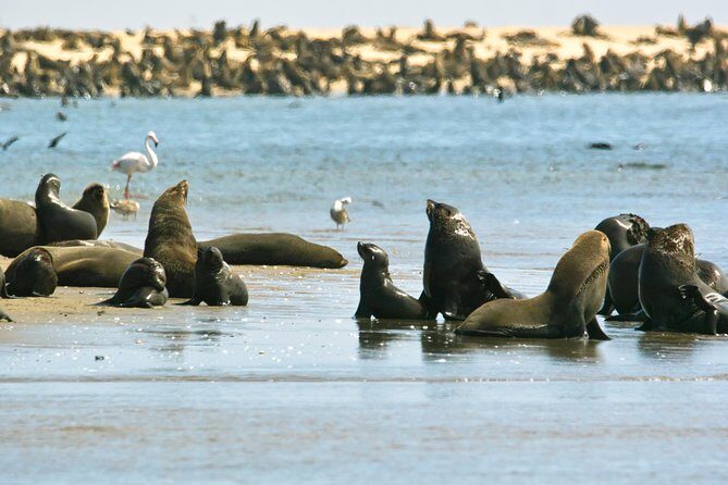 Pelican Point Peninsula Tour- visit the seal colony - Final Thoughts