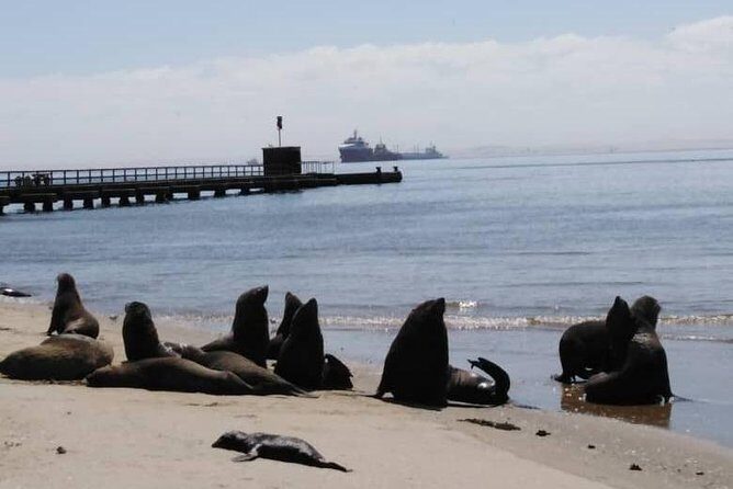 Pelican Point Seal Colony 4x4 Tour - Final Thoughts