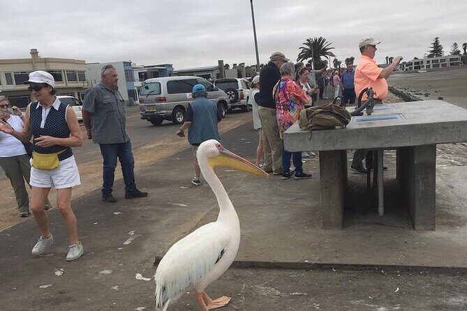 Pelican Point tours,Lagoon tours, Dune7 Adventure - The Experience and Guides