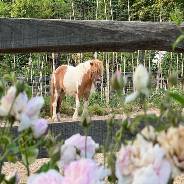Pelion Private Nature Experience : Farm-to-Table Cooking - Who Will Appreciate This Experience Most?