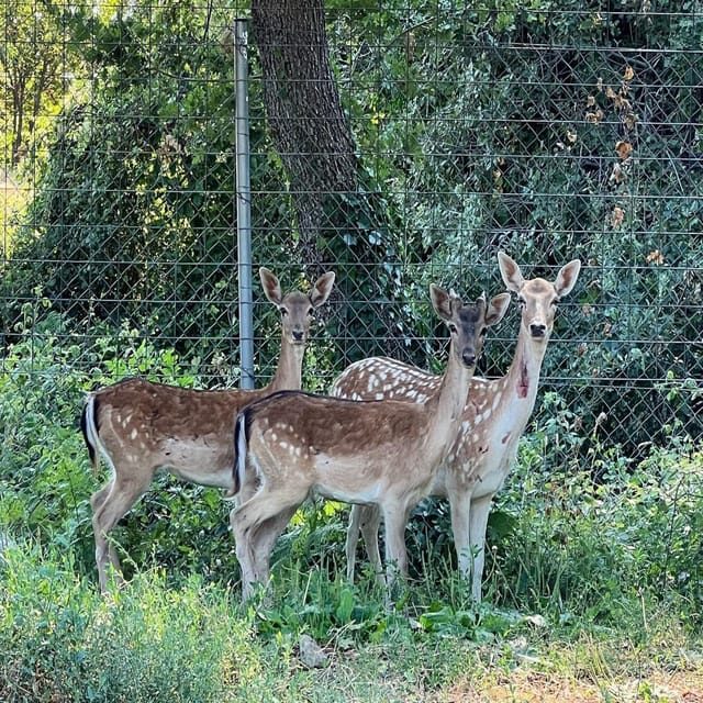 Pelion Private Nature Experience : Farm-to-Table Cooking - FAQ