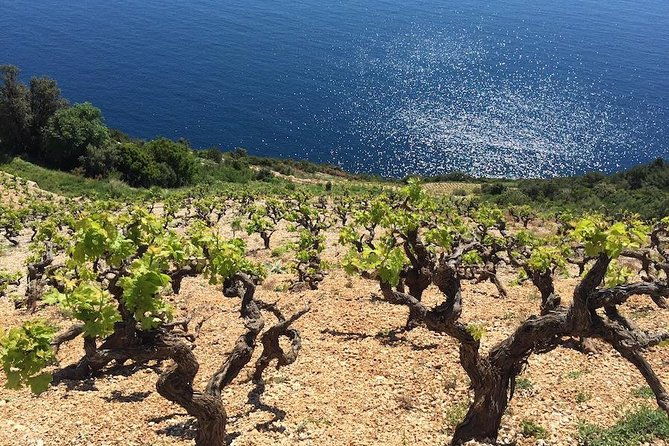 peljesac-and-ston-private-wine-tour-with-tastings-from-dubrovnik