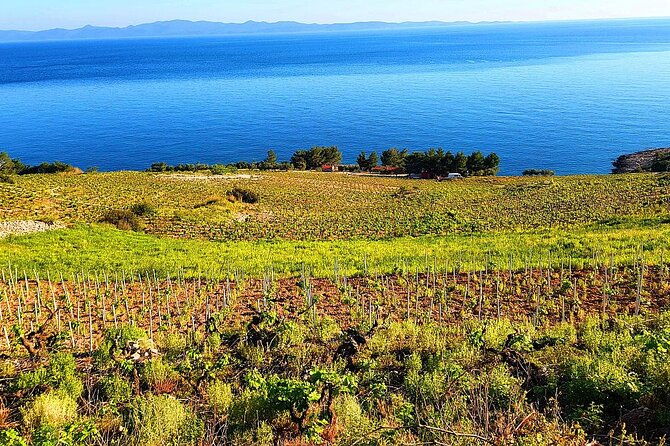 peljesac-and-ston-private-wine-tour-with-tastings-from-dubrovnik