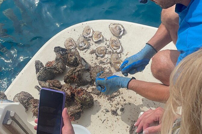 peljesac-wine-oysters-and-food-tour-from-dubrovnik-2