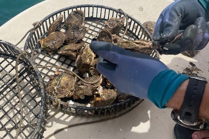 peljesac-wine-oysters-and-food-tour-from-dubrovnik-2