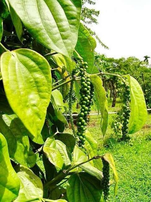 Pemba: Coffee Farm Tour with Tasting and Snacks - Introduction