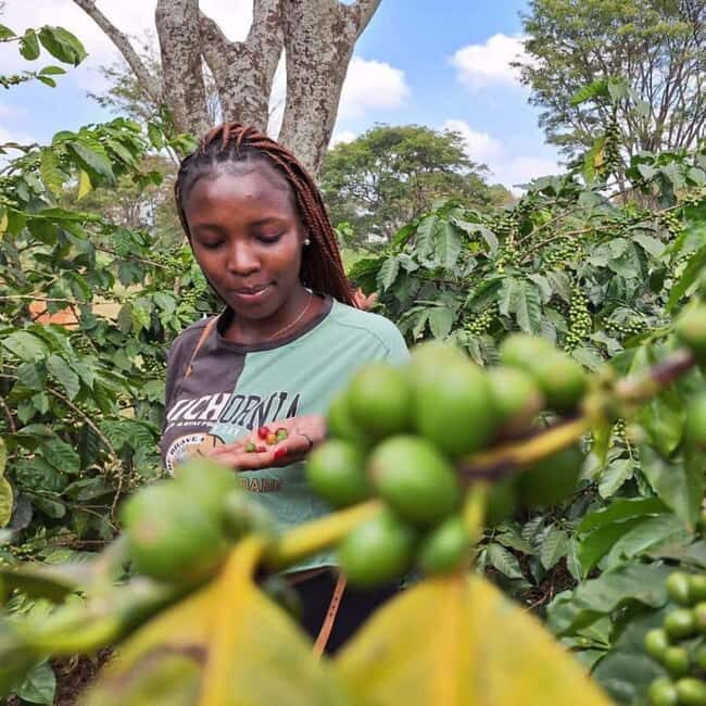Pemba: Coffee Farm Tour with Tasting and Snacks - FAQs